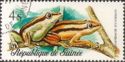 Five-striped Reed Frog (Hyperolius quinquevittatus)