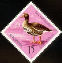 Greater White-fronted Goose (Anser albifrons)