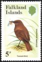 Tussock Bird (Cinclodes antarcticus)