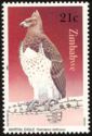 Martial Eagle (Polemaetus bellicosus)