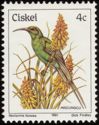 Malachite Sunbird (Nectarinia famosa)