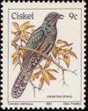 Black Cuckoo (Cuculus clamosus)