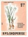 Valentine's spring knot flower (Leucojum valentinum)