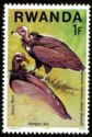 Hooded Vulture (Necrosyrtes monachus)