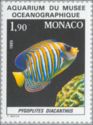 Regal Angelfish (Pygoplites diacanthus)