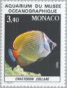 Redtail Butterflyfish (Chaetodon collare)