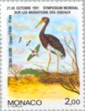 Abdim's Stork (Ciconia abdimii)