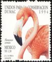 American Flamingo (Phoenicopterus ruber)
