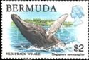 Humpback Whale (Megaptera novaeangliae)