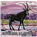 Southern Sable Antelope (Hippotragus niger)