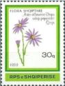 Aster albanicus