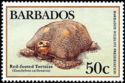 Red-footed Tortoise (Chelonoidis carbonaria)