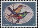 Eastern Double-collared Sunbird (Cinnyris mediocris)