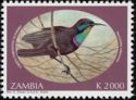 Green-throated Sunbird (Chalcomitra rubescens)