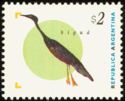 Neotropic Cormorant (Nannopterum brasilianum)