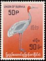 Sarus Crane (Grus antigone)