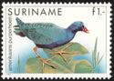 Purple Gallinule (Porphyrio martinica)