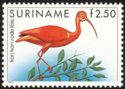 Scarlet Ibis (Eudocimus ruber) 