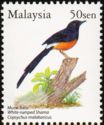 White-rumped Shama (Copsychus malabaricus)