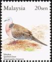 Spotted Dove (Streptopelia chinensis)