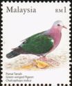Green-winged Pigeon (Chalcophaps indica)