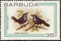 Carib Grackle (Quiscalus lugubris)