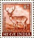Chital (Axis axis)