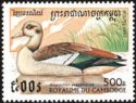 Egyptian Goose (Alopochen aegyptiaca)