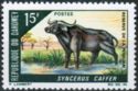African Buffalo (Syncerus caffer)