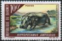 Hippopotamus (Hippopotamus amphibius)
