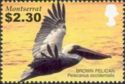 Brown Pelican (Pelecanus occidentalis)