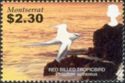Red-billed Tropicbird (Phaethon aethereus)