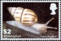 Florida Tree Snail (Liguus fasciatus)