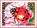 Ladybird (Coccinella sp.)