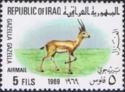 Mountain Gazelle (Gazella gazella) 