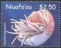 Palau Nautilus (Nautilus belauensis)