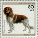 Lesser Munsterlander (Canis lupus familiaris)