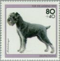 Standard Schnauzer (Canis lupus familiaris)