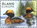 Horned Grebe (Podiceps auritus)