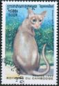 Oriental Shorthair (Felis silvestris catus)