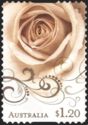 Cream Rose 2012