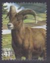 Bighorn Sheep (Ovis canadensis)