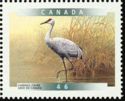 Sandhill Crane (Antigone canadensis)