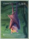 Seychelles Flying Fox (Pteropus seychellensis comorensis)