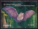 Greater Horseshoe Bat (Rhinolophus ferrumequinum)
