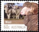 Sheep (Ovis aries) - Wool