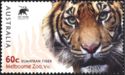Sumatran Tiger (Panthera tigris sondaicus (Temminck 1844)