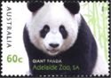 Giant Panda (Ailuropoda melanoleuca)