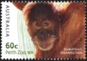 Sumatran Orangutan (Pongo abelii)