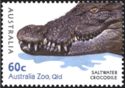 Saltwater Crocodile (Crocodylus porosus)